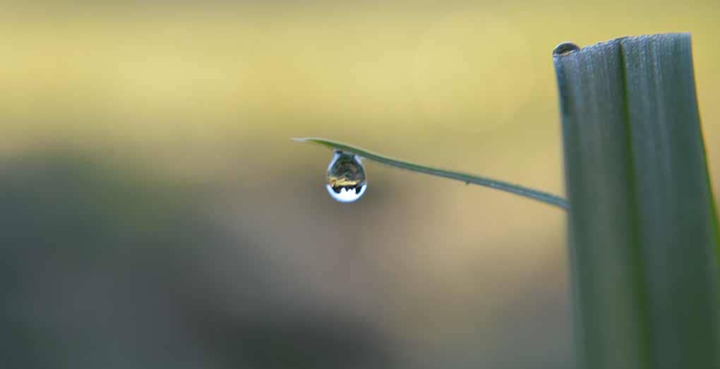 the world in a dew drop