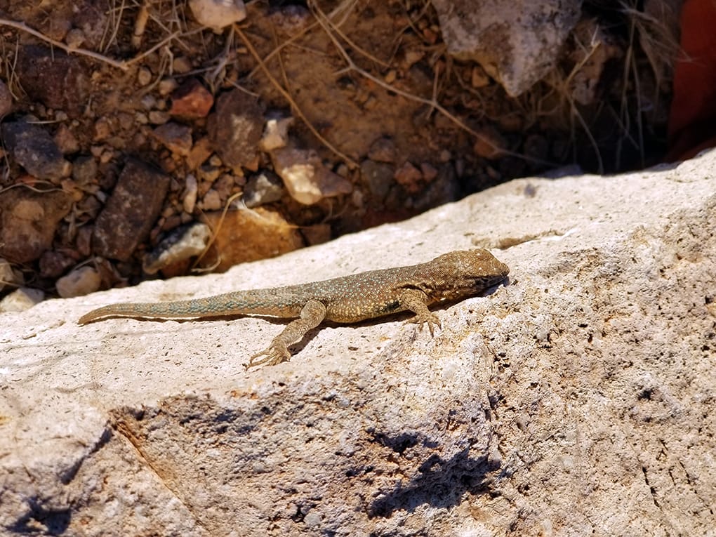 Lizard relaxing in the sun