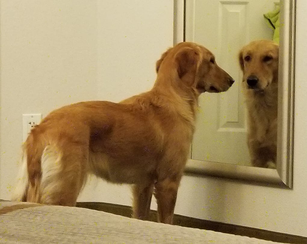 Ellie discovered looking into a mirror and seeing the world from that perspective.